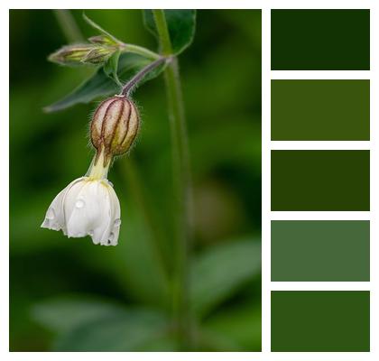 White Campion Budding Flower Flower Image